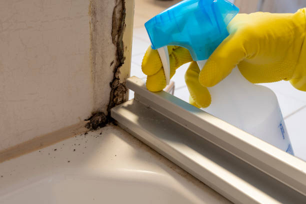 Best Post-Flood Mold Remediation in Harwood Heights, IL