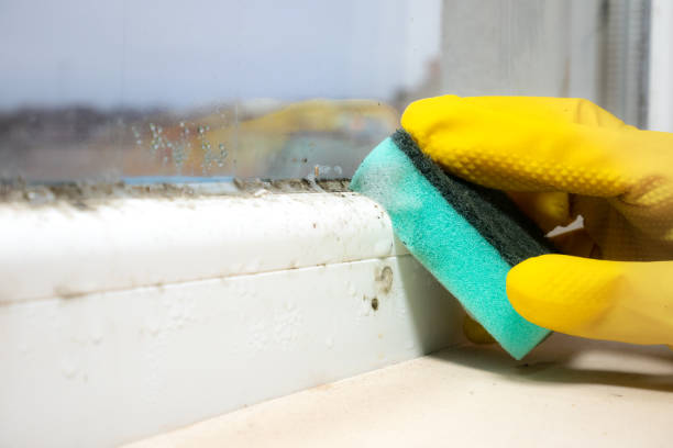 Best Industrial Mold Remediation in Harwood Heights, IL