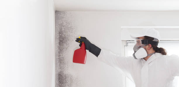 Best DIY Mold Remediation Support Services in Harwood Heights, IL