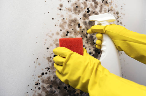Best Industrial Mold Remediation in Harwood Heights, IL