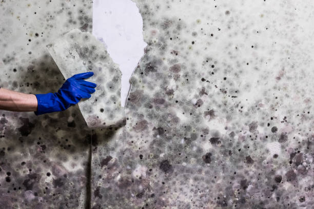 Best Residential Mold Remediation in Harwood Heights, IL